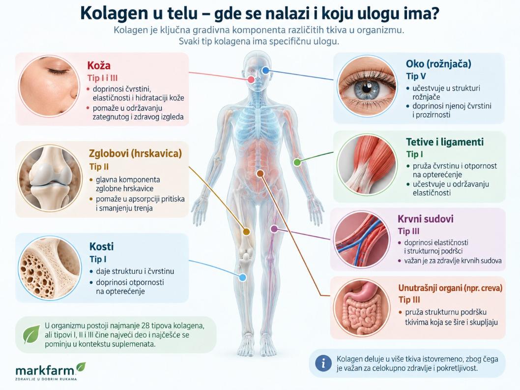 Kolagen u telu- gde se nalazi i koju ulogu ima